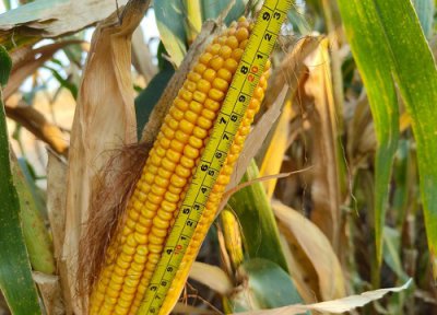 隆创310玉米种介绍 隆创玉米种子特性 亩产多少斤