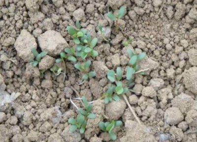 苜蓿草发芽环境 苜蓿草怎么发芽快