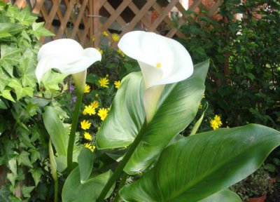 马蹄莲种球种下多久开花 盆栽马蹄莲怎么养长得好开花多