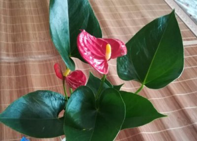 红掌花能否浇多菌灵 多菌灵可以浇红掌花吗