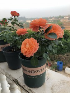 土星王阳台月季优缺点 灌木土星王好养花期长 抗病性强