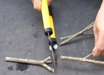 栀子花扦插时间和方法 栀子花几月份扦插好 扦插后的养护管理