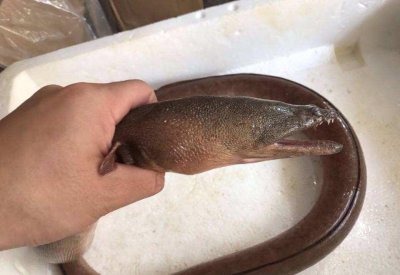 泥鳅和黄鳝的区别 泥鳅和黄鳝的异同点有哪些地方