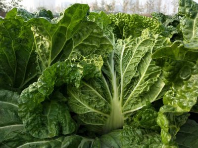 种植大白菜什么时候追肥 大白菜出苗后什么时候追肥