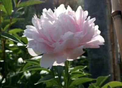 芍药种植条件 芍药的种植方法及时间