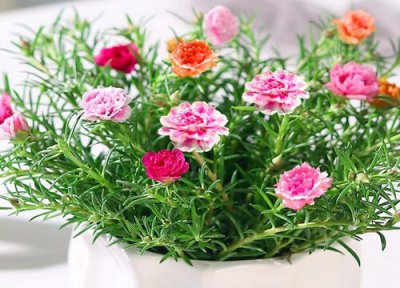 太阳花播种后多久开花 从播种到开花需要多长时间