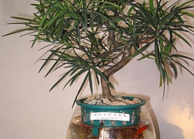 罗汉松什么品种最名贵 最值钱的精品罗汉松品种排名