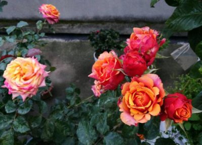 樱桃白兰地月季优点 樱桃白兰地月季的优缺点