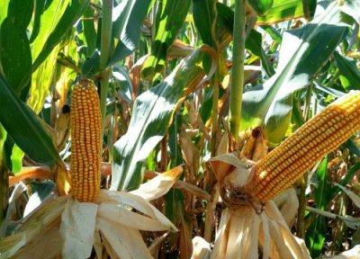 mc121玉米种简介 审定公告介绍 种子产量表现