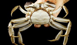 螃蟹可以和芹菜一起吃吗 螃蟹和芹菜能一起吃吗