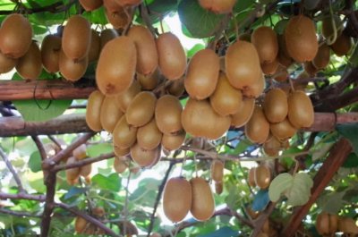 猕猴桃催熟一般需要几天时间 教你3招最快1天就能吃