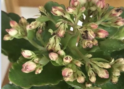 长寿花如何养老桩 长寿花养成老桩有几个方法