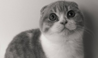 对猫过敏怎么办 对猫过敏要怎样做