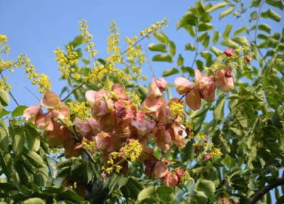 栾树多久长果实 栾树果实能吃吗