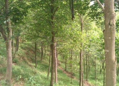 种植沉香树简介 沉香树几年结果实