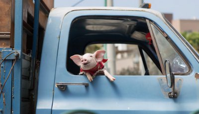 犹太人吃猪肉吗 犹太民族不吃猪肉的原因