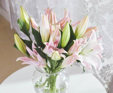 百合扦插时间 百合扦插生根最快方法