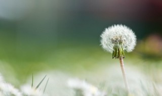 蒲公英如何晒干保存 蒲公英怎么晒干保存