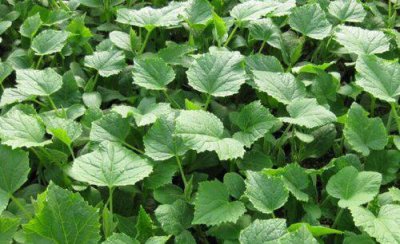 种黄瓜苗需要施底肥吗 黄瓜苗移栽后缓苗后怎样施肥