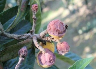 枇杷树种植中常见病害 枇杷树病虫害防治技术与方法措施