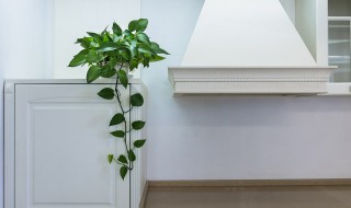 室内除甲醛的植物有哪些 室内除甲醛的植物有什么