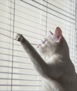 智商高的猫咪排行榜 世界上智商最高的猫十大排名