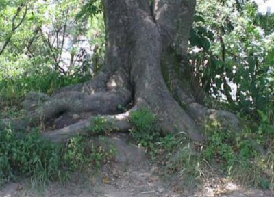 榔树是什么树 长什么样子