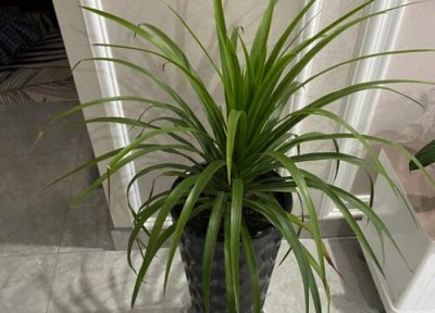 龙血树耐寒 龙血树怎么过冬天