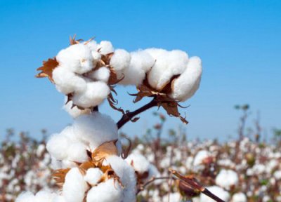 棉花的花语是什么意思 具体代表的象征含义