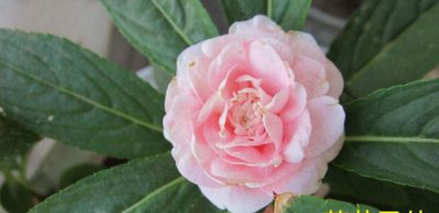 花凤仙和茶花是一种植物吗 哪个更适合扦插繁殖