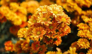 重阳节为什么要赏菊 重阳节要赏菊的由来