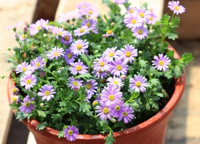 千头菊夏天晒太阳 千头菊怎么度夏安全