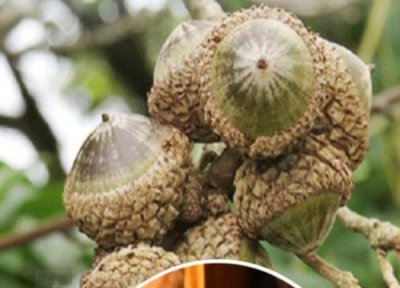 壮阳果的功效与作用 壮阳果的功效与作用及食用方法