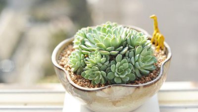 多肉植物怎么养根系能发达 多肉没根了怎么发根快