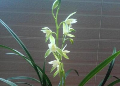 兰花叶子干枯原因 兰花的叶子干枯怎么办