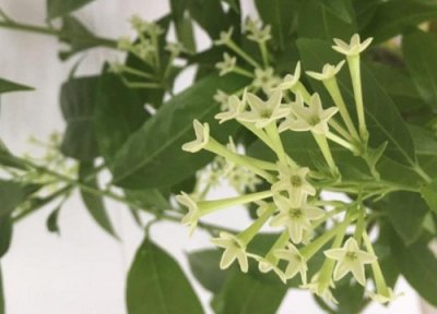 夜来香花期时间 夜来香花期是什么时候