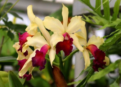 兰花不爱长叶怎么办 如何解决