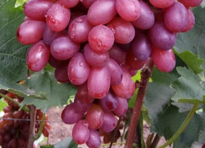 提子是热性还是凉性 提子属于热性还是凉性