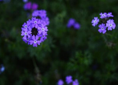 紫色满天星花语和寓意 代表什么寓意