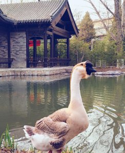 鹅的品种有哪些名字 农村养哪种鹅种类更赚钱