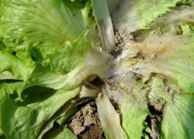 生菜种植中常见病害 生菜病虫害防治技术与方法措施