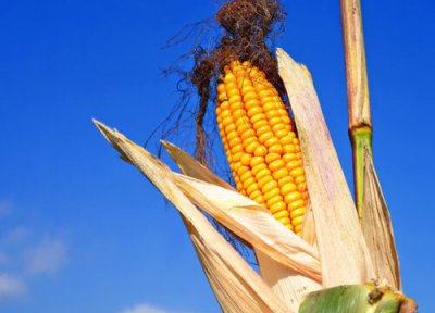 郑单958玉米品种介绍 郑单958玉米种子审定公告