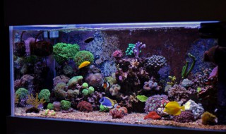 新开鱼缸光照多长时间合适 新开鱼缸光照多久