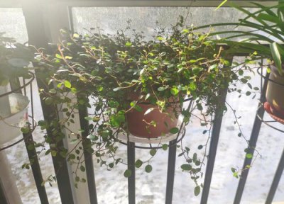 千叶吊兰能扦插吗 千叶吊兰如何扦插轻松繁殖几十盆