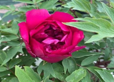 牡丹是春天开的花吗 牡丹花是春天开还是夏天开