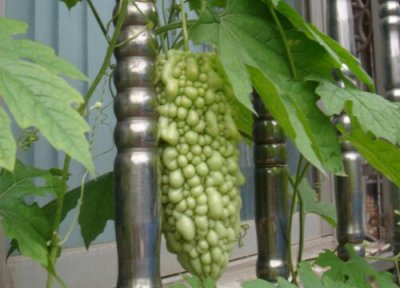 金铃子生长简介 金铃子的生长周期是多长时间