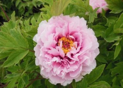 芍药什么时候开花 一年开几次花