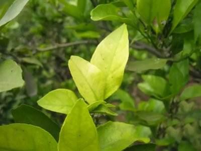 铁元素的作用与功效 铁元素对植物的作用