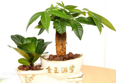 招财树叶子下垂怎么办 招财树的叶子下垂该怎么办