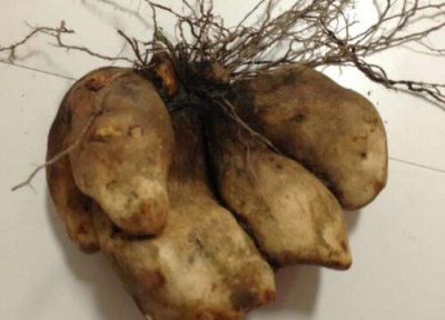 脚板薯种植时间 脚板薯种植时间和方法